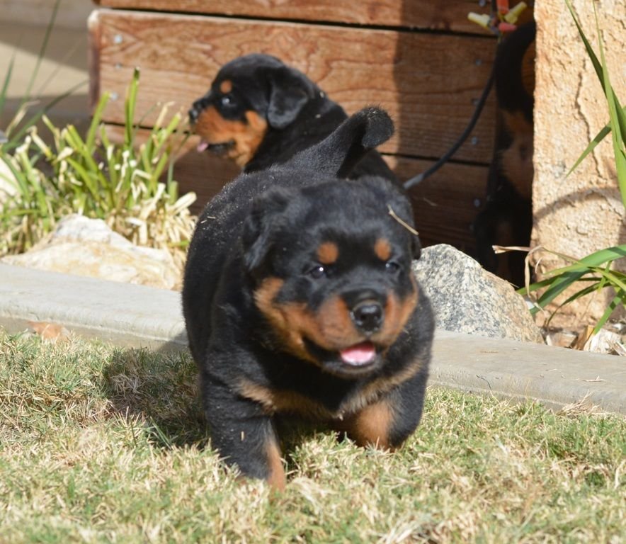 Purchase KCI Registered Rottweiler Puppy from Goa
